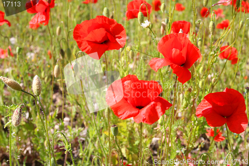 Image of Red poppies