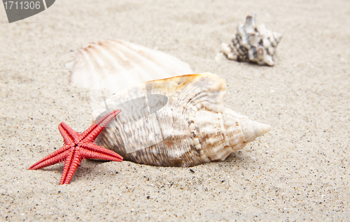 Image of seashells on white sand