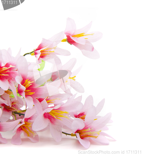 Image of pink flower