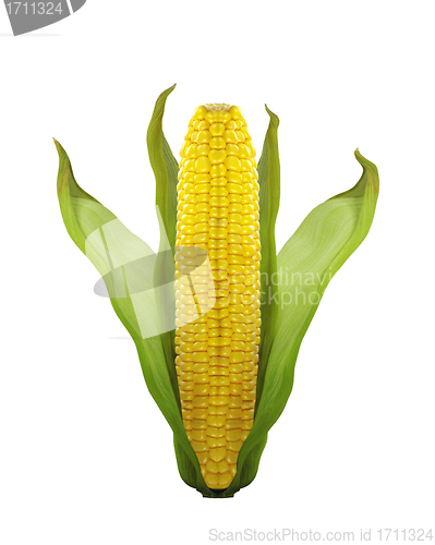 Image of corn isolated on white background