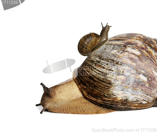 Image of snails