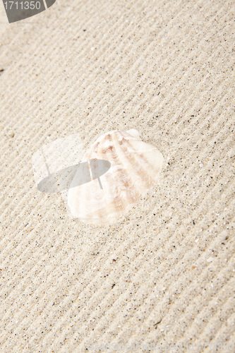 Image of pearl on the seashell