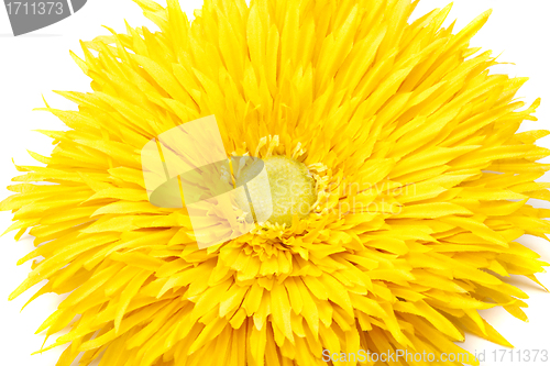 Image of Yellow pion flower