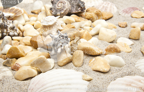 Image of Sea shells and stones