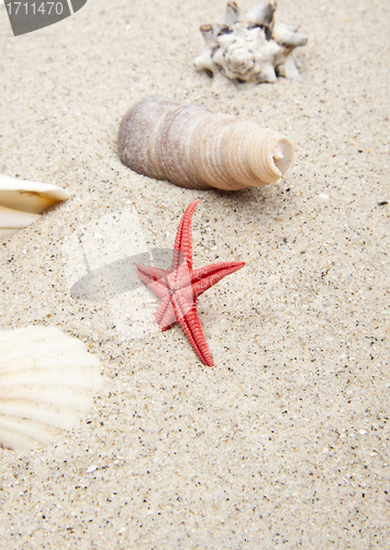 Image of seashells on white sand