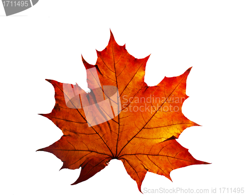 Image of Autumn leaf isolated on white background