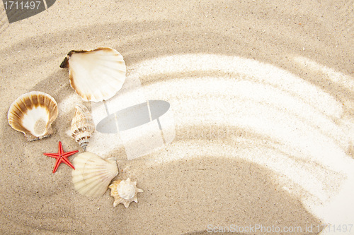 Image of Set of Seashells