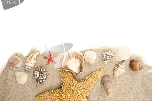 Image of Set of Seashells