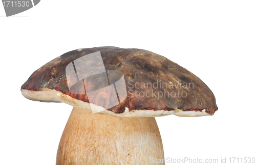 Image of porcini mushroom on the white