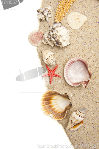 Image of Set of Seashells