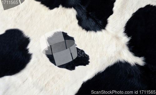Image of real black and white cow hide