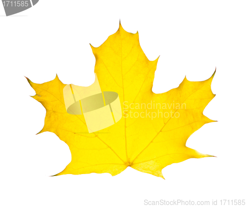 Image of autumn leave maple isolated on white background