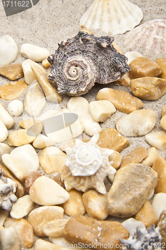 Image of Sea shells and stones