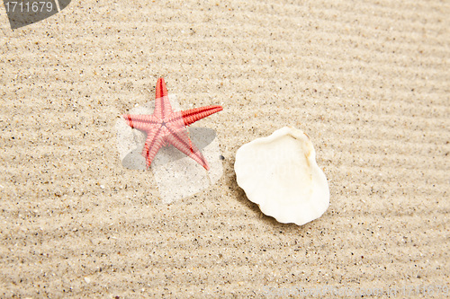 Image of pearl on the seashell