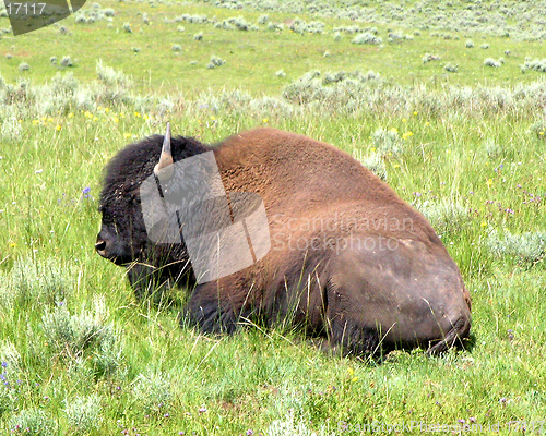 Image of American Buffalo