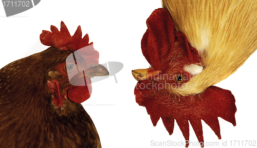 Image of funny hen and rooster