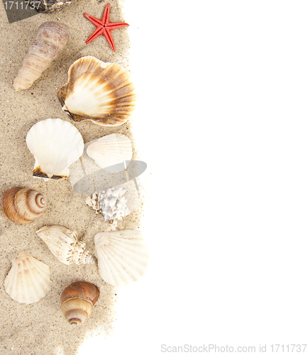 Image of Set of Seashells