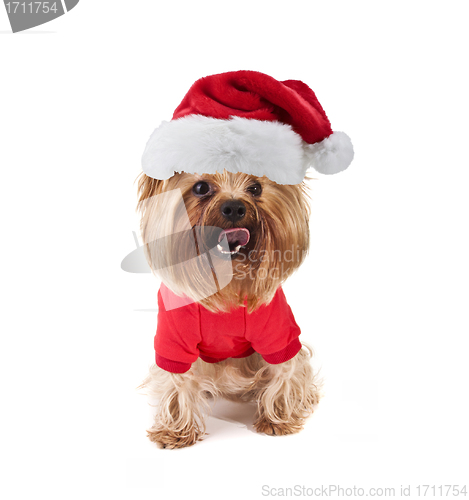 Image of yorkshire dog with xmas santa hat