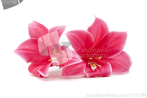 Image of pink flower isolated on white background
