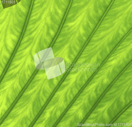Image of Texture of a green leaf as background