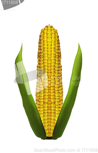 Image of Corn ear are isolated on a white background