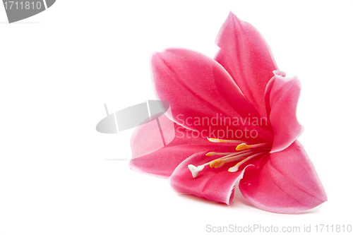 Image of pink flower isolated on white background
