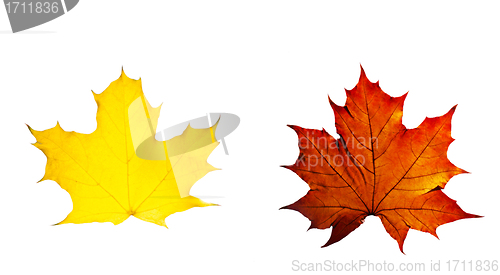 Image of autumn yellow and red leaves maple isolated