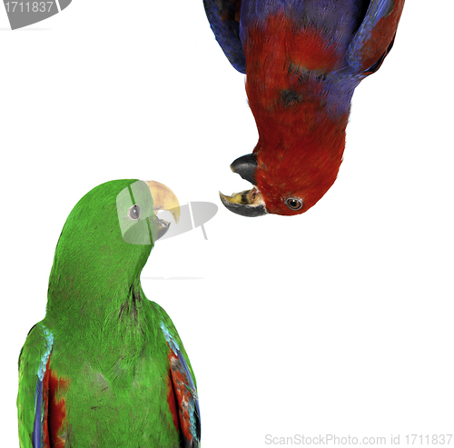 Image of beautiful red and green macaw parrots