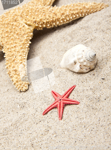 Image of seashells on white sand