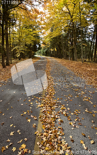 Image of Autumn Leaves