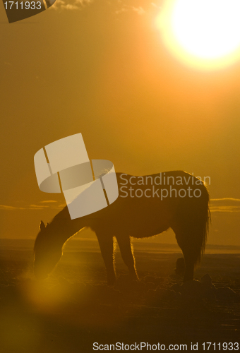 Image of Horse at Sunset