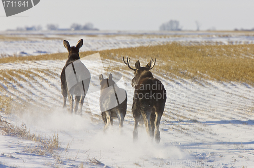 Image of Prairie Moose Saskatchewan