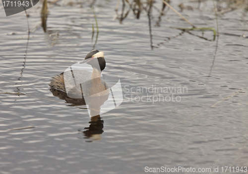 Image of Horned Grebe