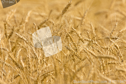 Image of Wheat Field