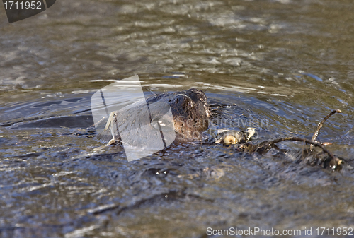 Image of Beaver at Work