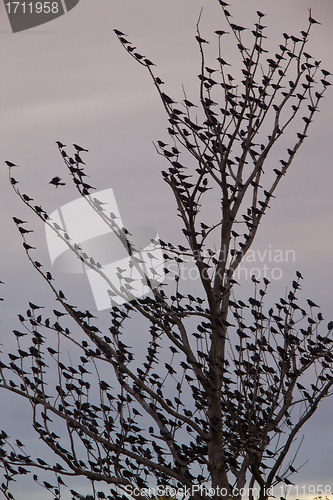 Image of Blackbirds in tree