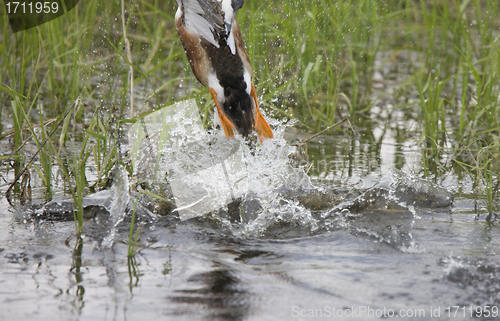 Image of Duck webbed feet