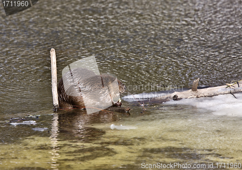 Image of Beaver at Work