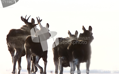Image of Prairie Moose Saskatchewan