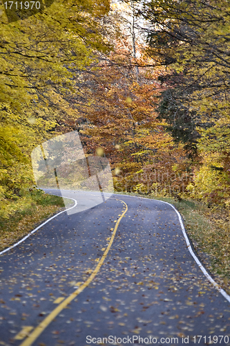 Image of Autumn Trees