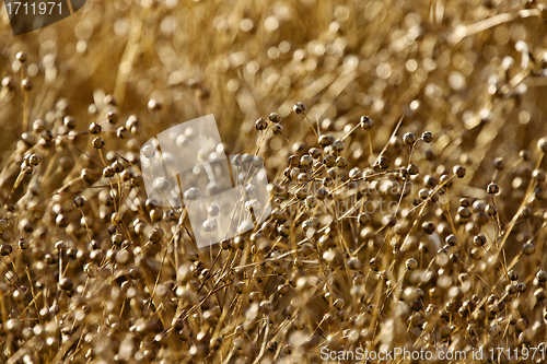 Image of Ripe Flax