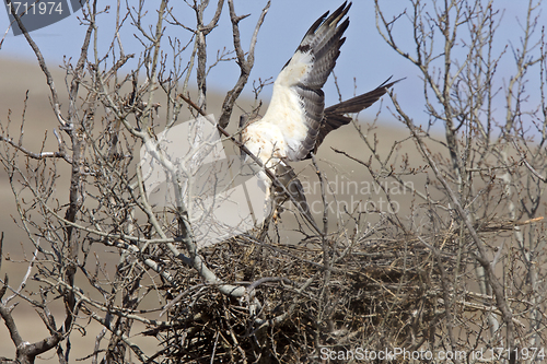 Image of Swainson Hawk