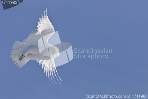 Image of Snowy Owl