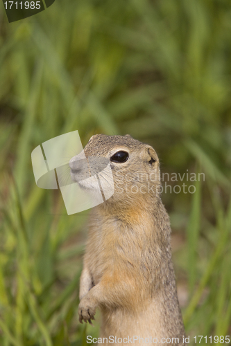 Image of richardson ground squirrel