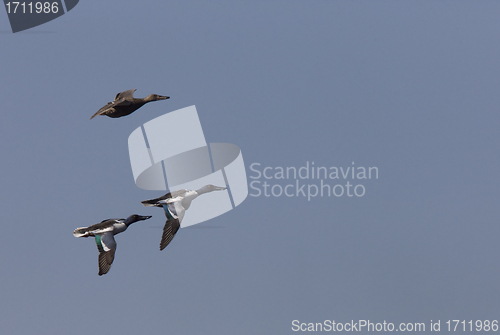 Image of Ducks in Flight