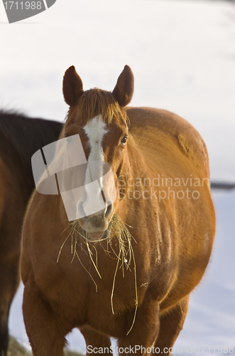 Image of Horse in Winter