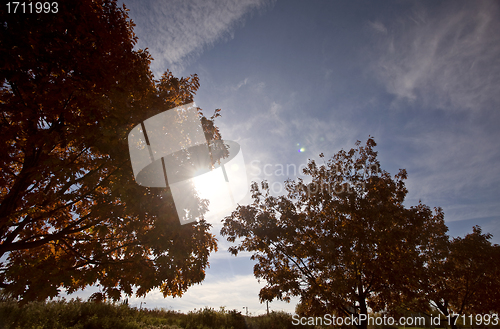 Image of Autumn Trees and Sun