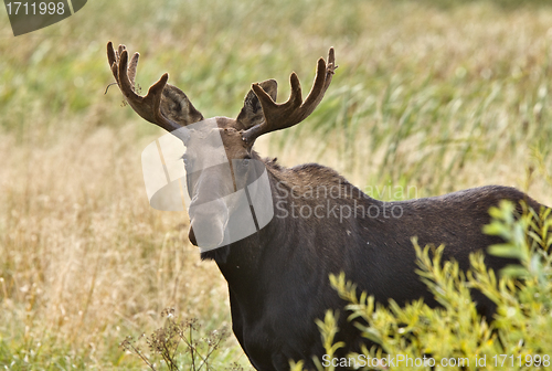 Image of Bull Moose  Close up