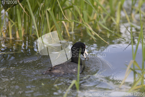 Image of Coot Waterhen in Pond