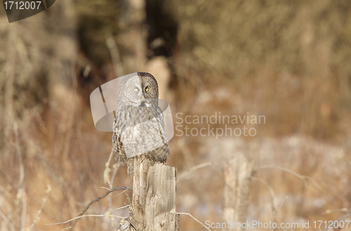 Image of Great Gray Owl